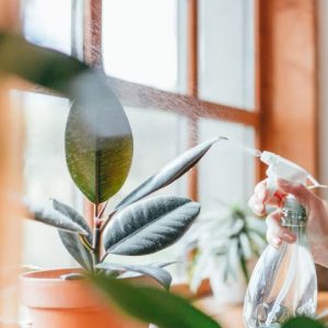outdoor-plants-maintenance-img-9